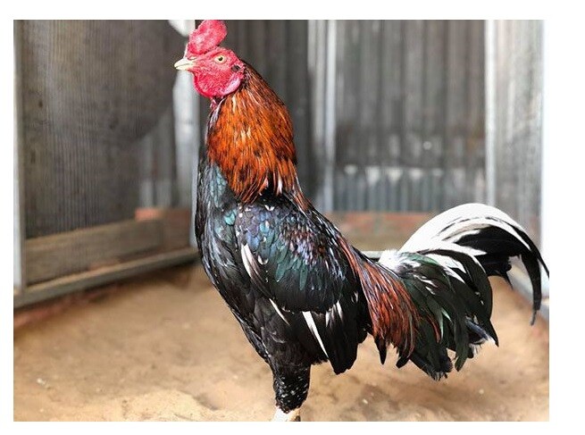 Chợ tốt gà đá Hóc Môn - Làm sao chọn gà cựa sắt đá hay? 5 Những giống gà cựa sắt bán tại chợ tốt gà đá Hóc Môn