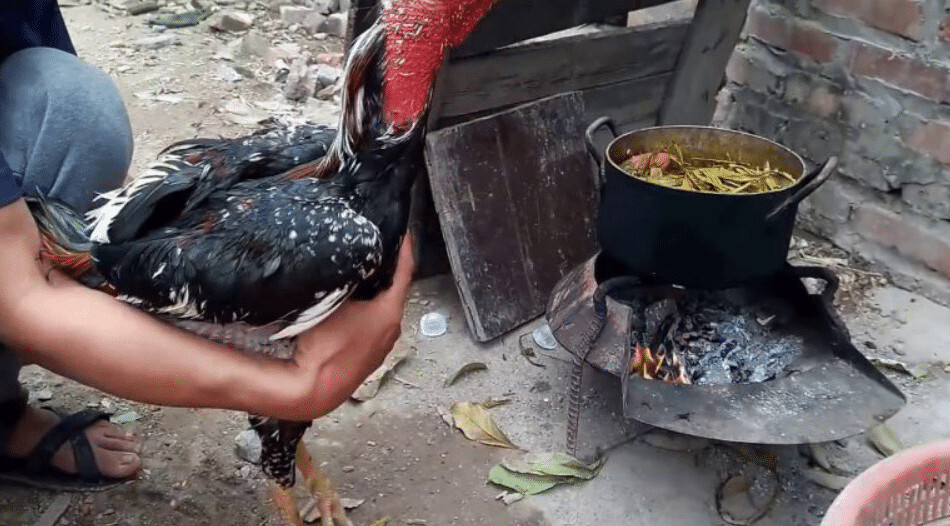 Om gà chọi là gì?