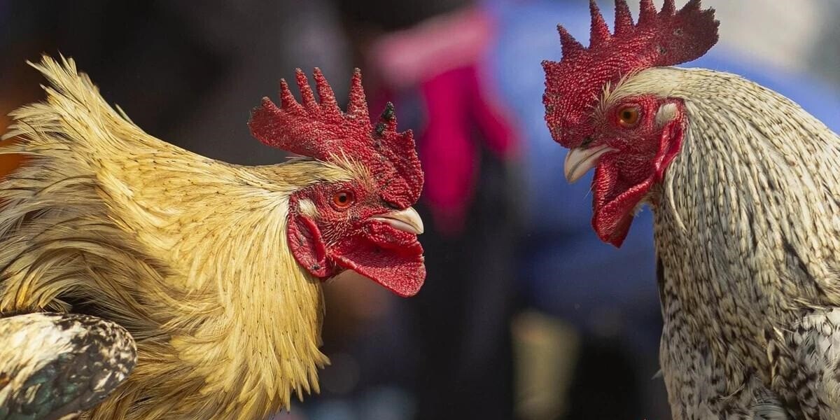 S128 - Trang web cá cược đá gà bạn không nên bỏ lỡ