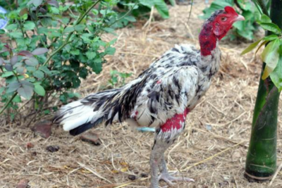 Hướng dẫn cách ghép gà trống mái đúng chuẩn mới nhất 2025