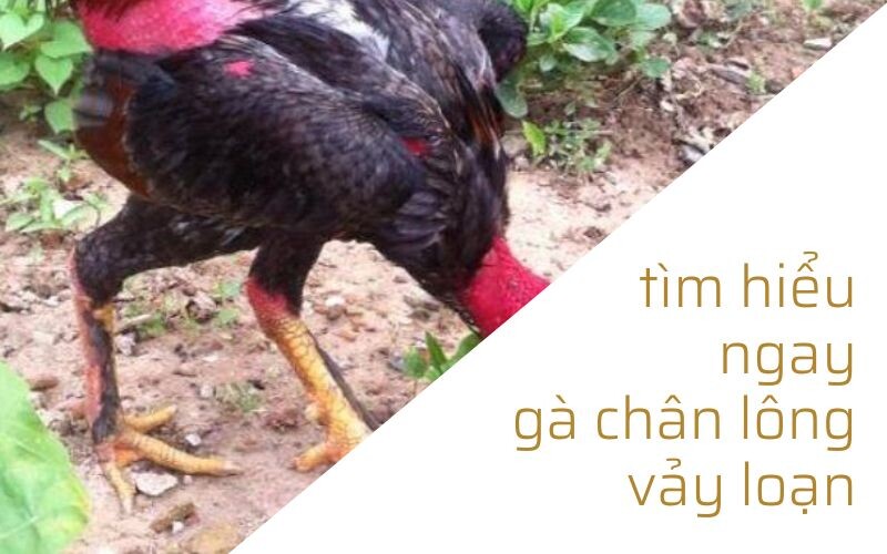 Tìm hiểu ngay một vài thông tin về gà chân lông vảy loạn