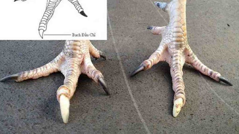 Tìm hiểu ngay về những chú gà thuộc chiến kê bạch đầu chỉ