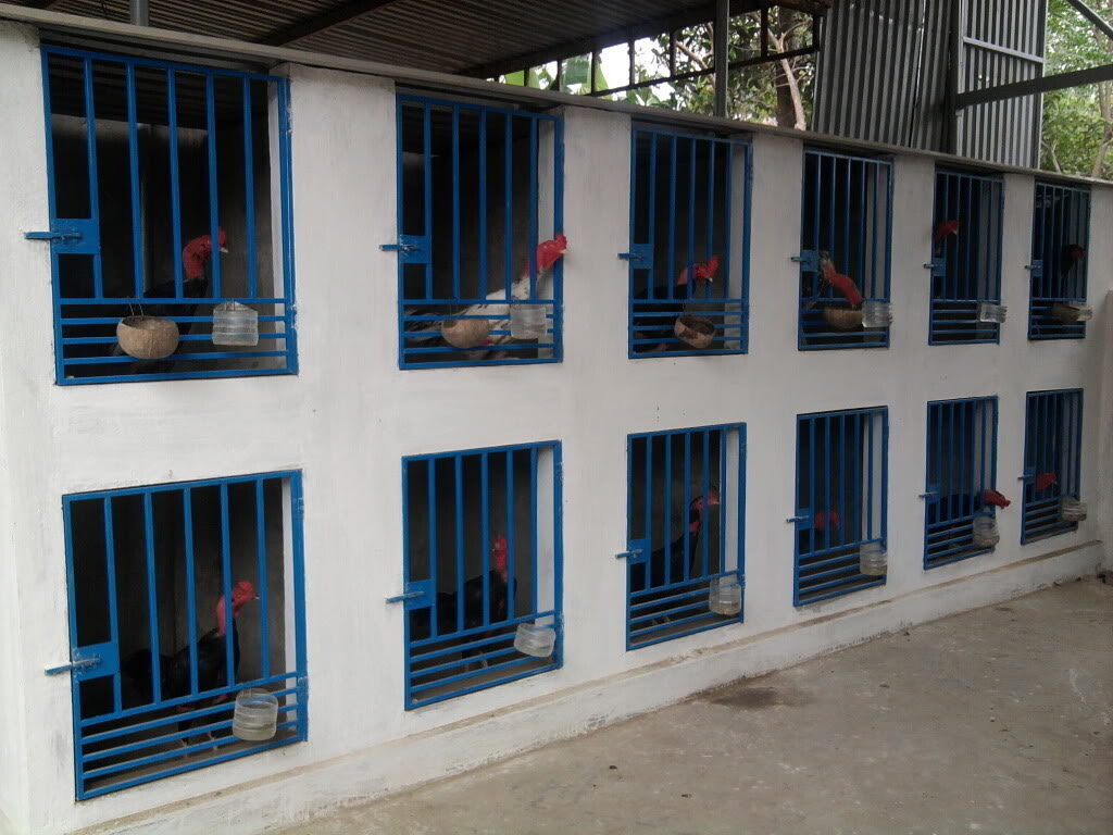 Tính toán đầu ra trong khi thực hiện mô hình nuôi gà chọi