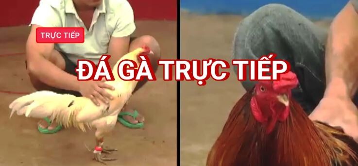 Trang web cá cược đá gà SV66