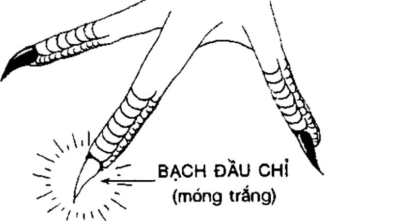 Vài lời khuyên cho anh em có nên sử dụng loại gà này hay không