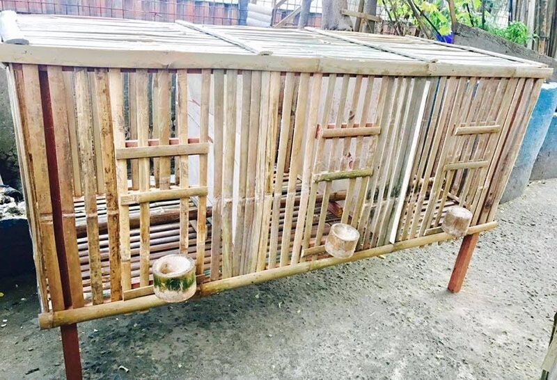 Xây chuồng gà bằng tre - Mô hình nuôi gà chọi thân thiện