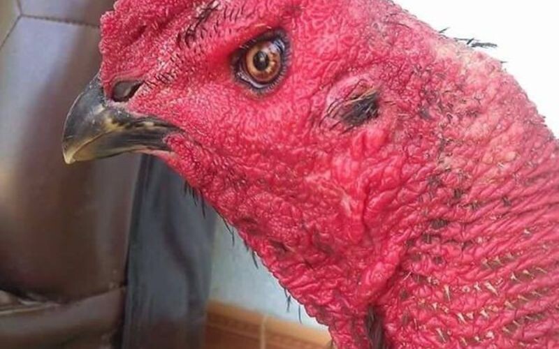 Xem mắt gà qua hình dáng mắt