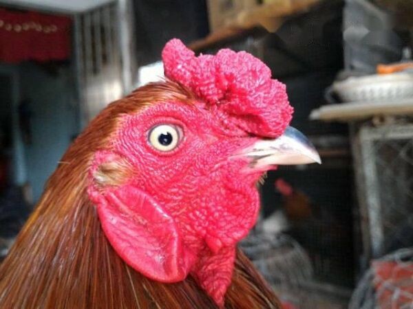 Xem mắt gà qua màu mắt