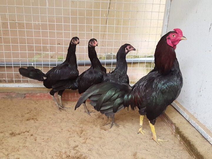 Bạn đã biết gà Jap là gà gì hay chưa?