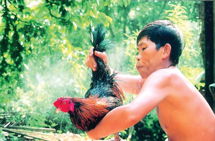 Chăm sóc và huấn luyện là yếu tố quyết định tới khả năng chiến đấu của gà mắt ếch