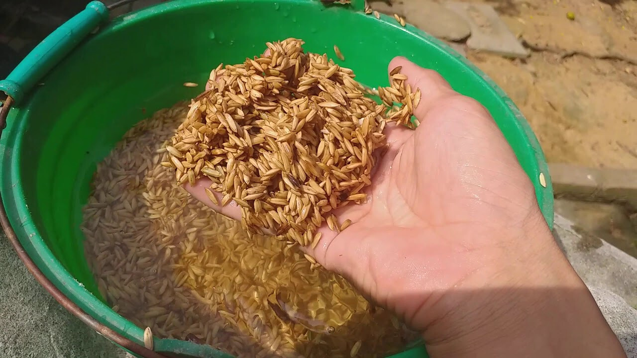 Chế độ ăn của gà chọi trước khi đá như thế nào?