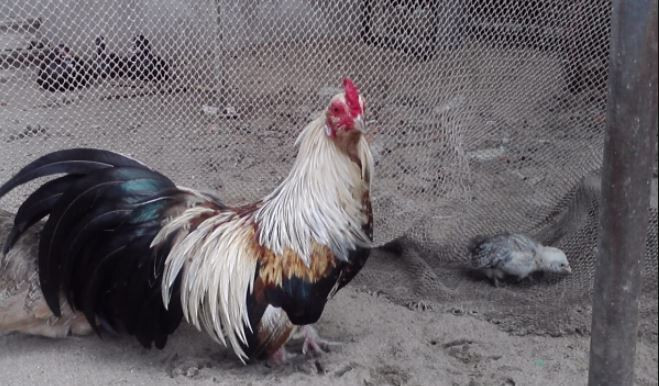 Chế độ dinh dưỡng khoa học - Bí quyết nuôi gà tre thông minh