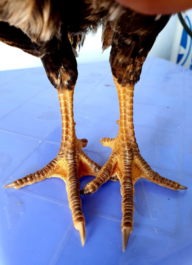 Chiến kê có vảy quý hiếm có phải là chiến kê đá hay?