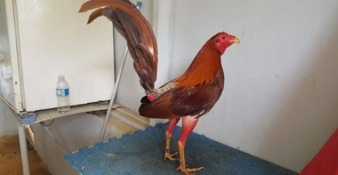 Chiến kê Cuban sở hữu cho mình đôi chân vô cùng cao