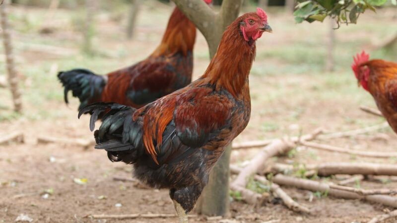 Chúng thường có cho mình sức sống vô cùng bền bỉ