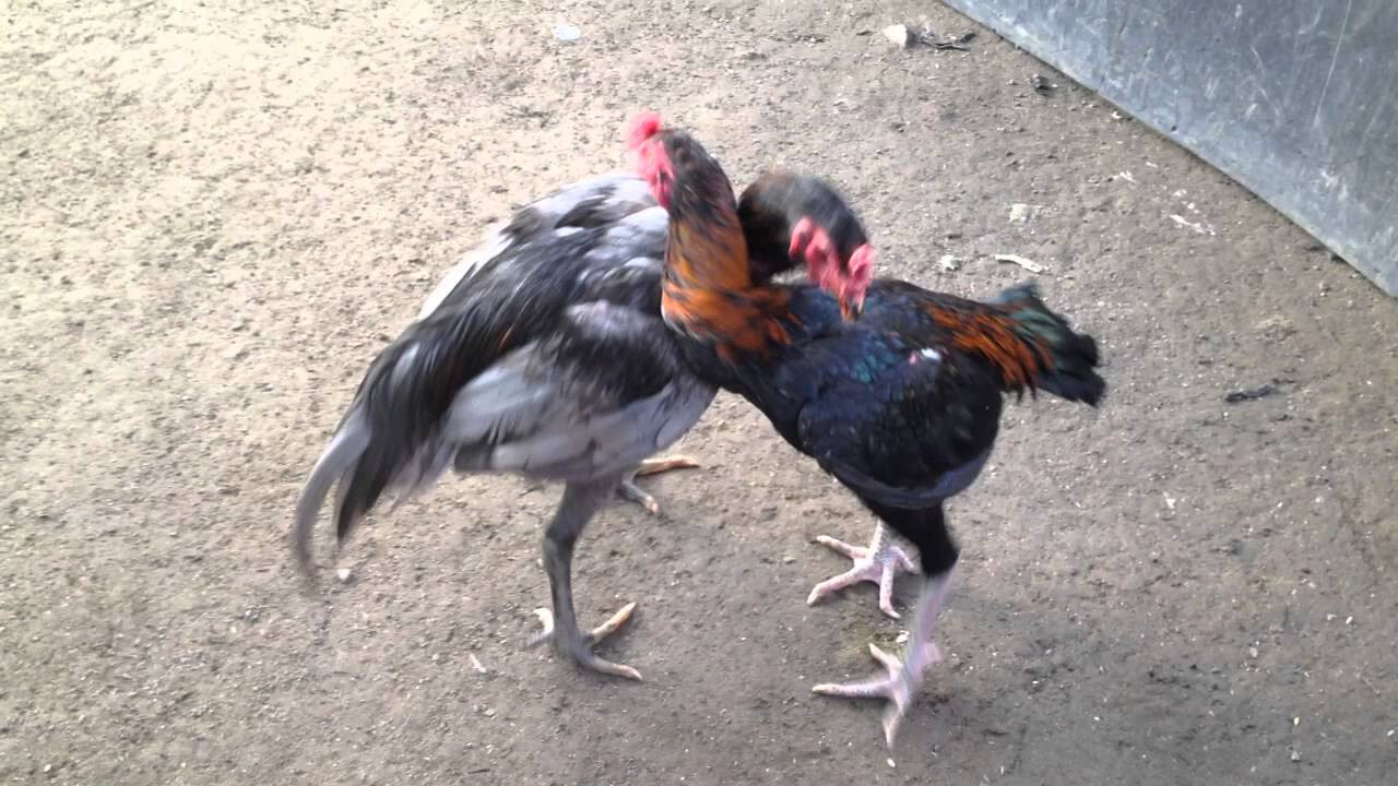 Có nên nuôi gà chọi đá mé, đòn dọc hay không?