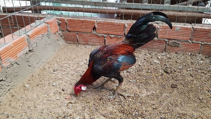 Cựa gà asil là một trong những ưu điểm nổi trội của giống gà này