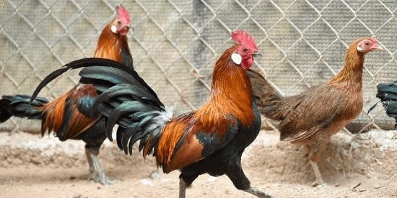 Đặc điểm nhận dạng gà rừng Saipan