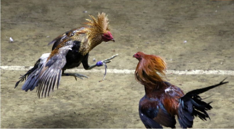 Gà đá đòn cáo là gì? Tổng hợp những đòn cáo chết gà 7 Đòn cáo đâm vào mắt