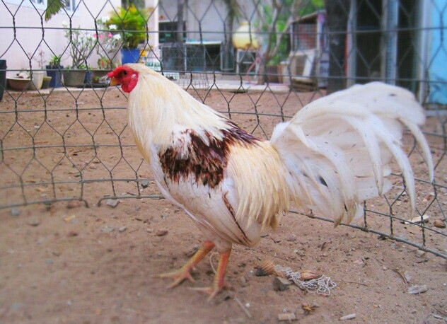 Gà bông trích sở hữu bộ lông màu đốm đẹp mắt và có mồng trích