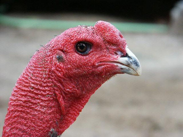 Gà chọi mắt ếch thường sẽ sở hữu tròng mắt màu đen và mắt màu nâu