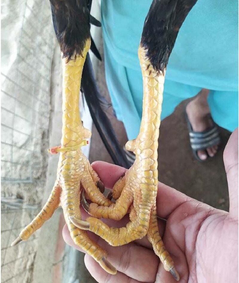 Gà đá chân cua đá có hay và hấp dẫn hay không?