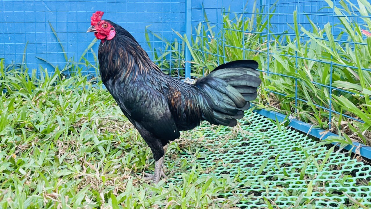 Gà Jap được đánh giá là giống gà chọi tốt