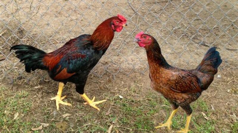 Gà kiến là những con gà có thân hình đẹp