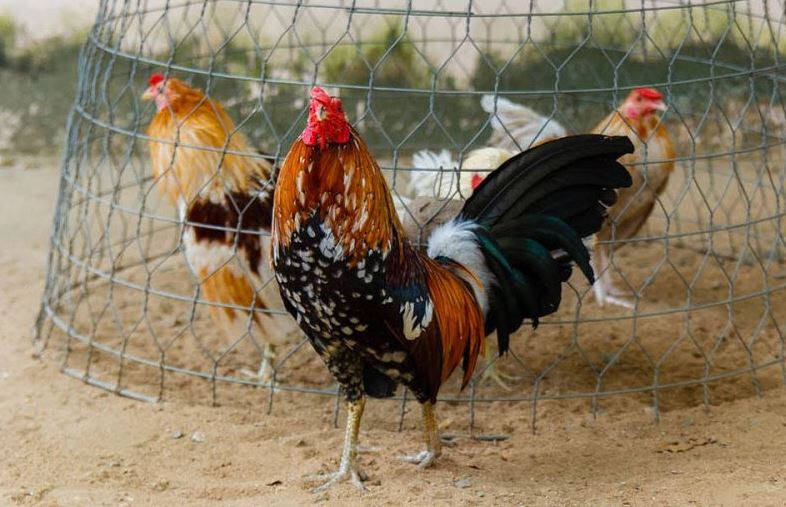 Gà tre là gì? Đặc điểm của gà tre?