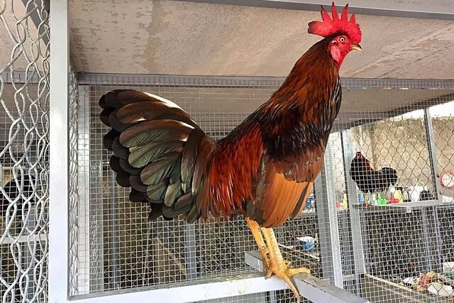 Giai đoạn vỗ béo gà