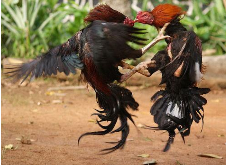 Gà đá đòn cáo là gì? Tổng hợp những đòn cáo chết gà 8 Giống gà nào sở hữu đòn cáo nhiều nhất?