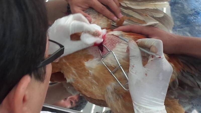 Cao thủ bật mí thiến gà đúng cách siêu hay 7 Hướng dẫn hai phương pháp thiến gà đúng cách