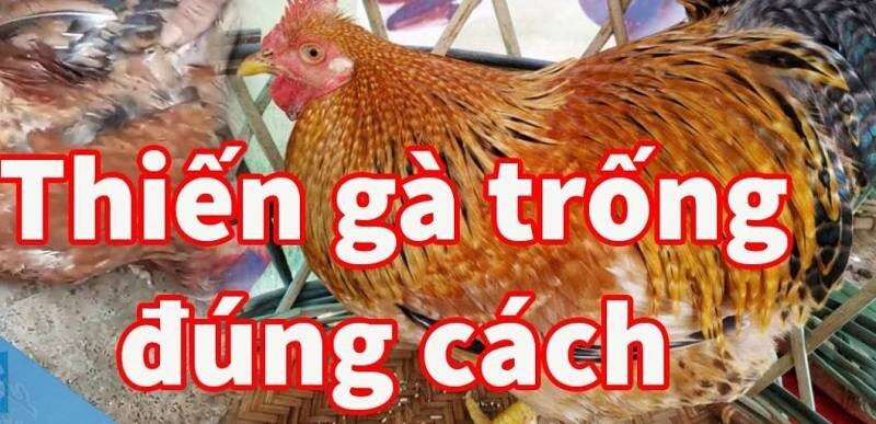 Cao thủ bật mí thiến gà đúng cách siêu hay 5 Lợi ích của việc thiến gà đúng cách