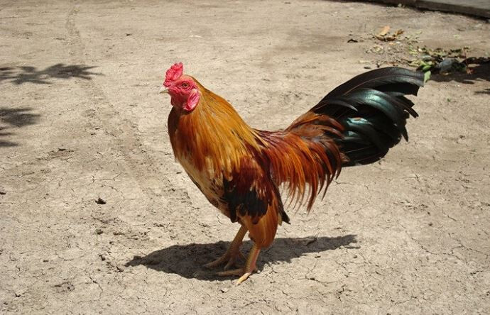 Lưu ý khi nuôi gà tre đá