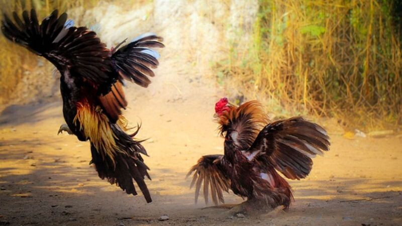 Luyện tập là không thể thiếu trong quá trình giúp gà máu chiến hơn