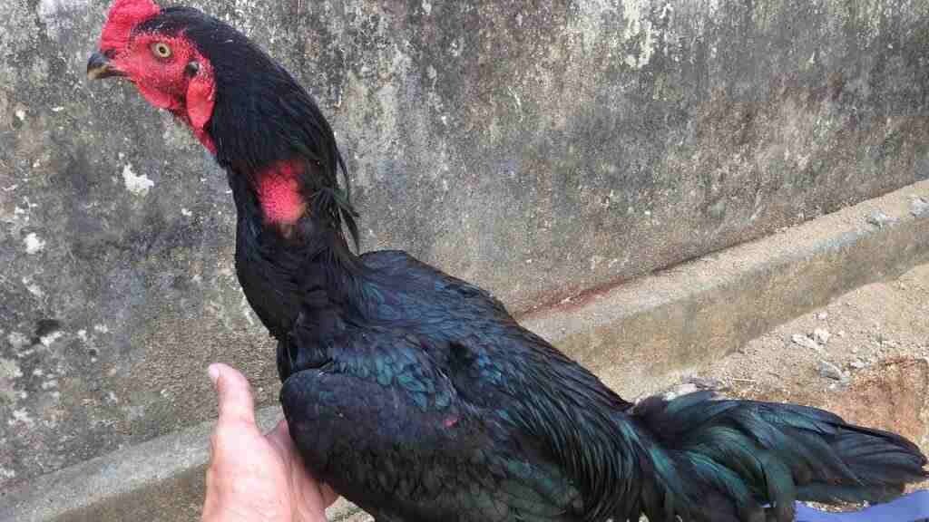 Mí mắt của gà chọi mắt ếch thường rất dễ để nhận biết