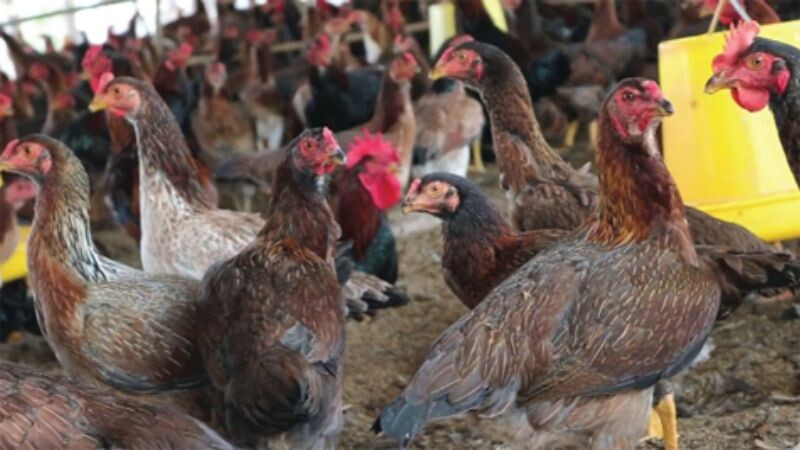 Mô hình nuôi gà kiến chưa quá phổ biến ở nước ta