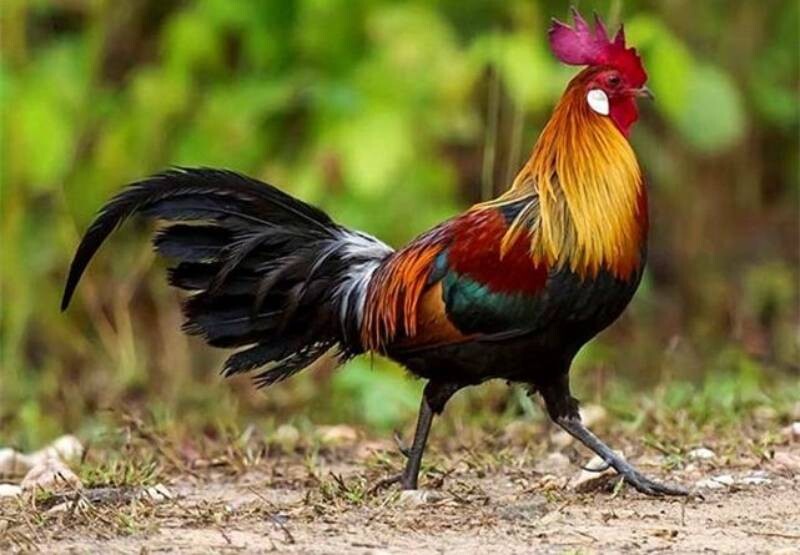 Cao thủ bật mí thiến gà đúng cách siêu hay 6 Một số lưu ý trước khi thiến gà