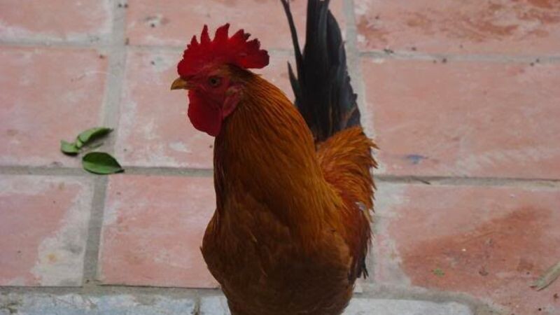 Một số thông tin về gà kiến cho anh em tham khảo