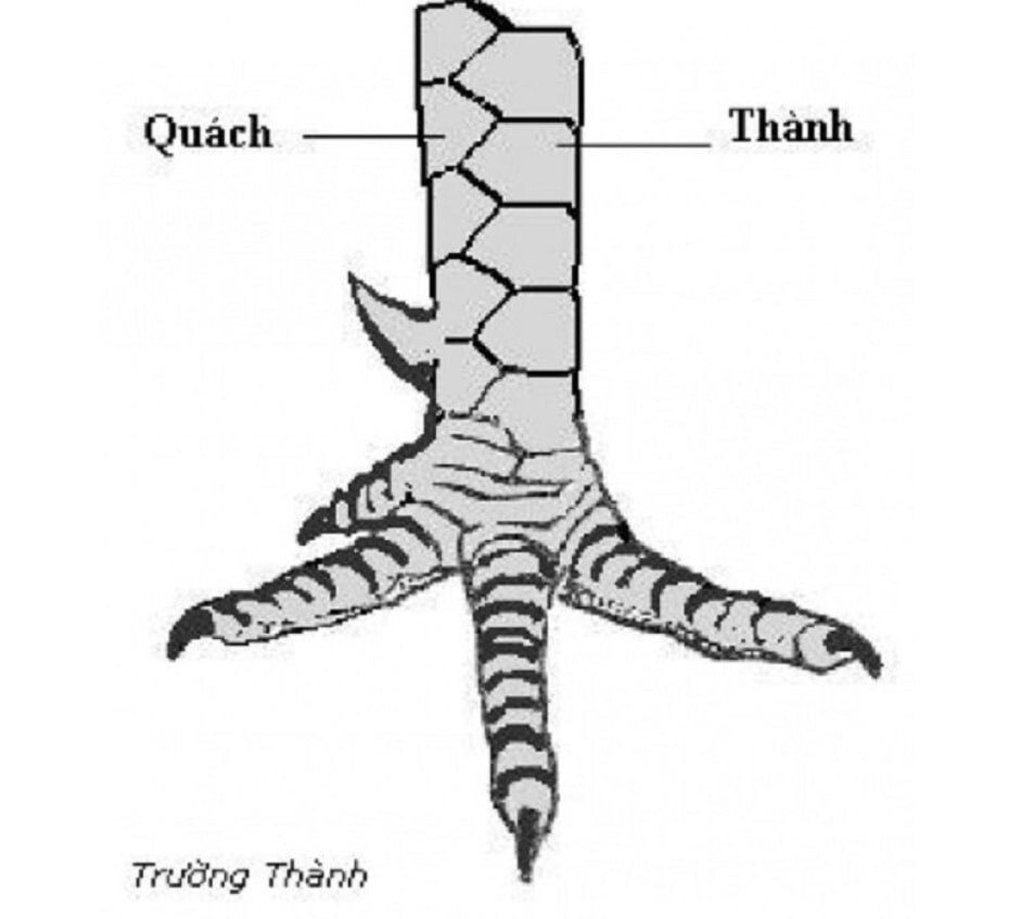 Nếu chiến kê có vảy trường thành có thể được xếp vào hàng Quý kê.