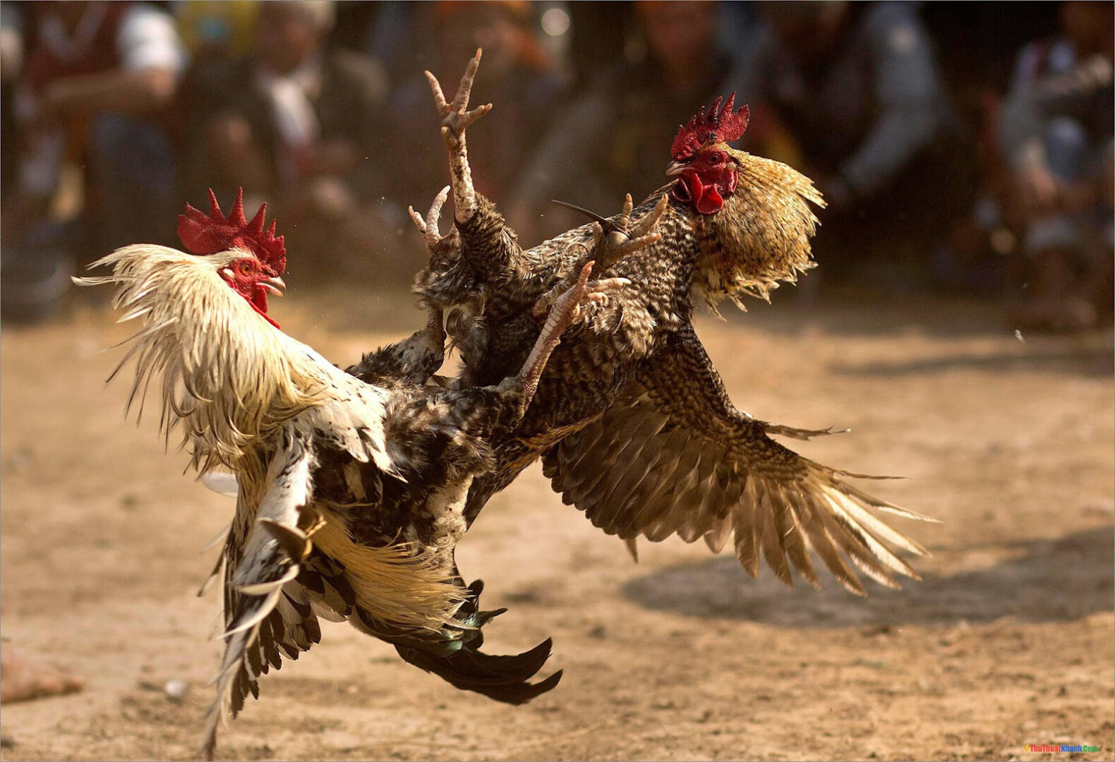 Nhận biết gà chọi đá mé, đòn dọc thông qua những đặc điểm của gà chọi đá mé, gà chọi đòn dọc