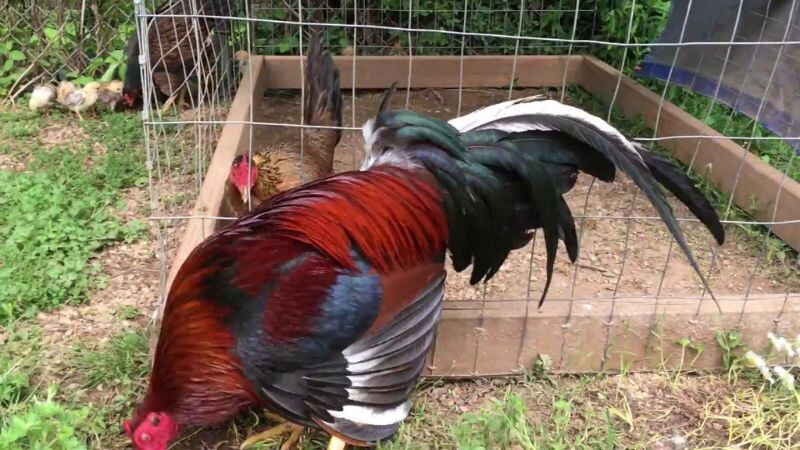 Những lý do khiến trận chiến gà Cuban luôn được yêu thích