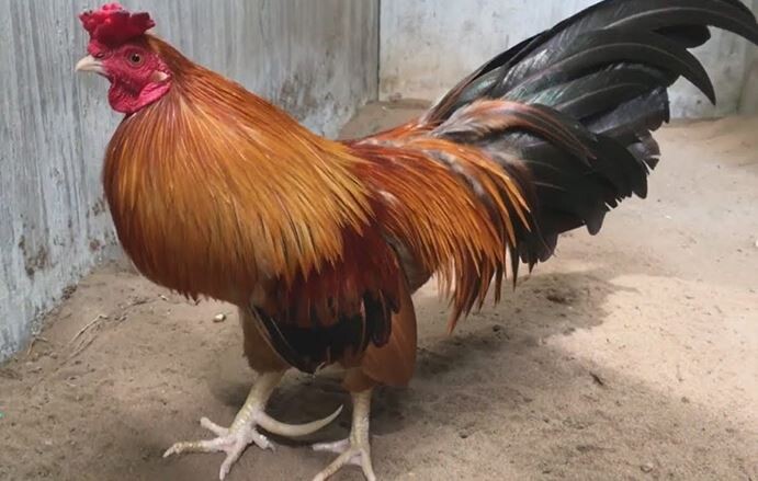 Phòng bệnh cho chiến kê trong cách nuôi gà đá tới pin