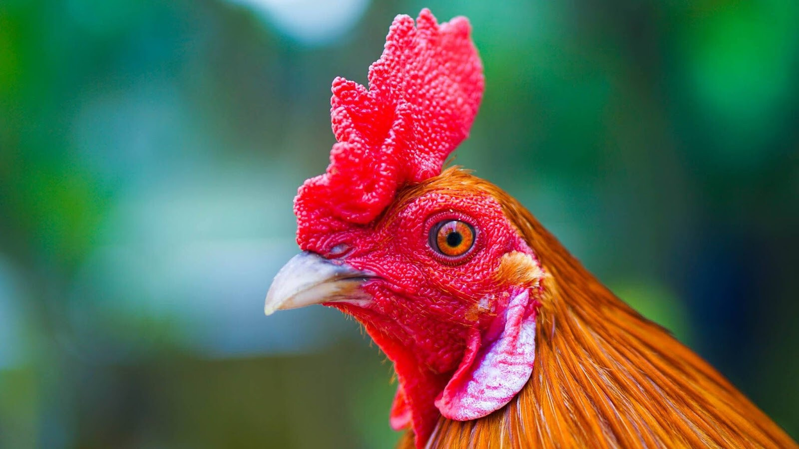 Sự khác nhau giữa gà thường và gà cọp là gì?