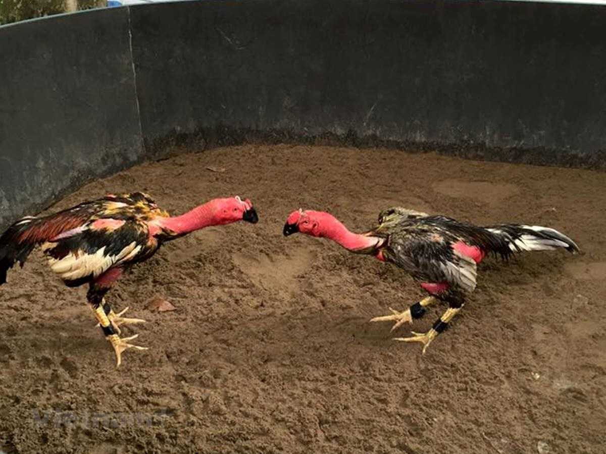 Tại sao nên vần gà chọi chiến? Tác dụng của vần gà chọi là gì?