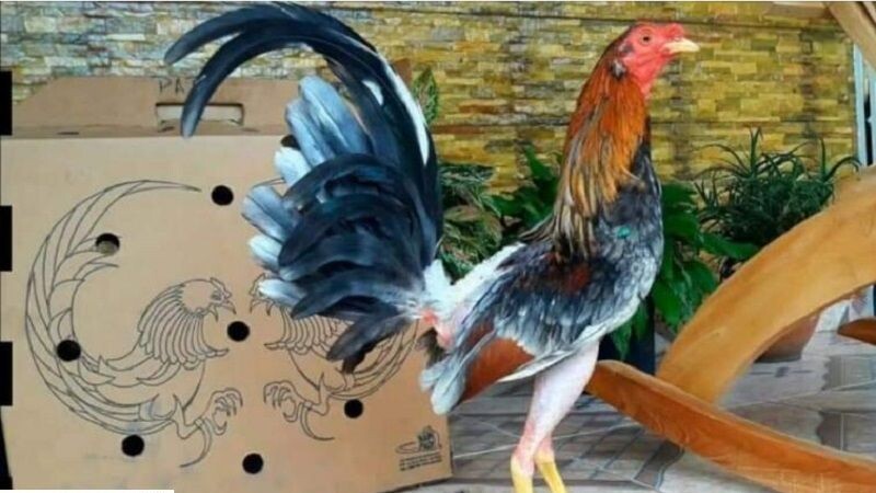 Thông tin cơ bản về những chiến kê Cuban