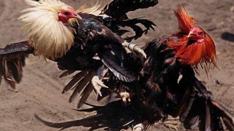 Thuốc tăng bo nên dùng cho những trận đấu có thời gian chuẩn bị ngắn