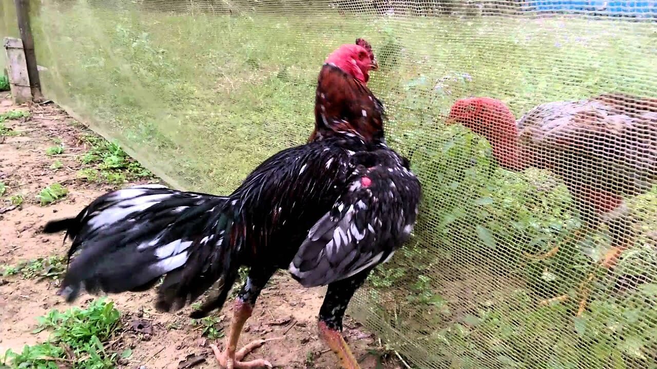 Tìm hiểu vần gà chọi chiến là gì?