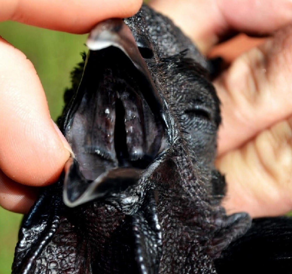 Toàn bộ thân của gà mặt quỷ đều có màu đen