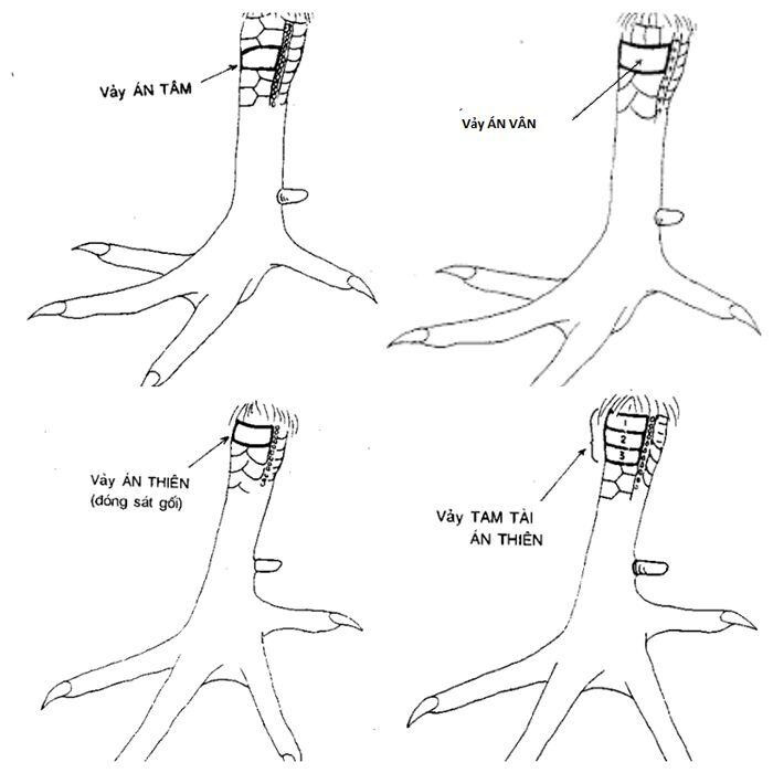 Tổng hợp các loại vảy gà chọi thần kê quý nhất